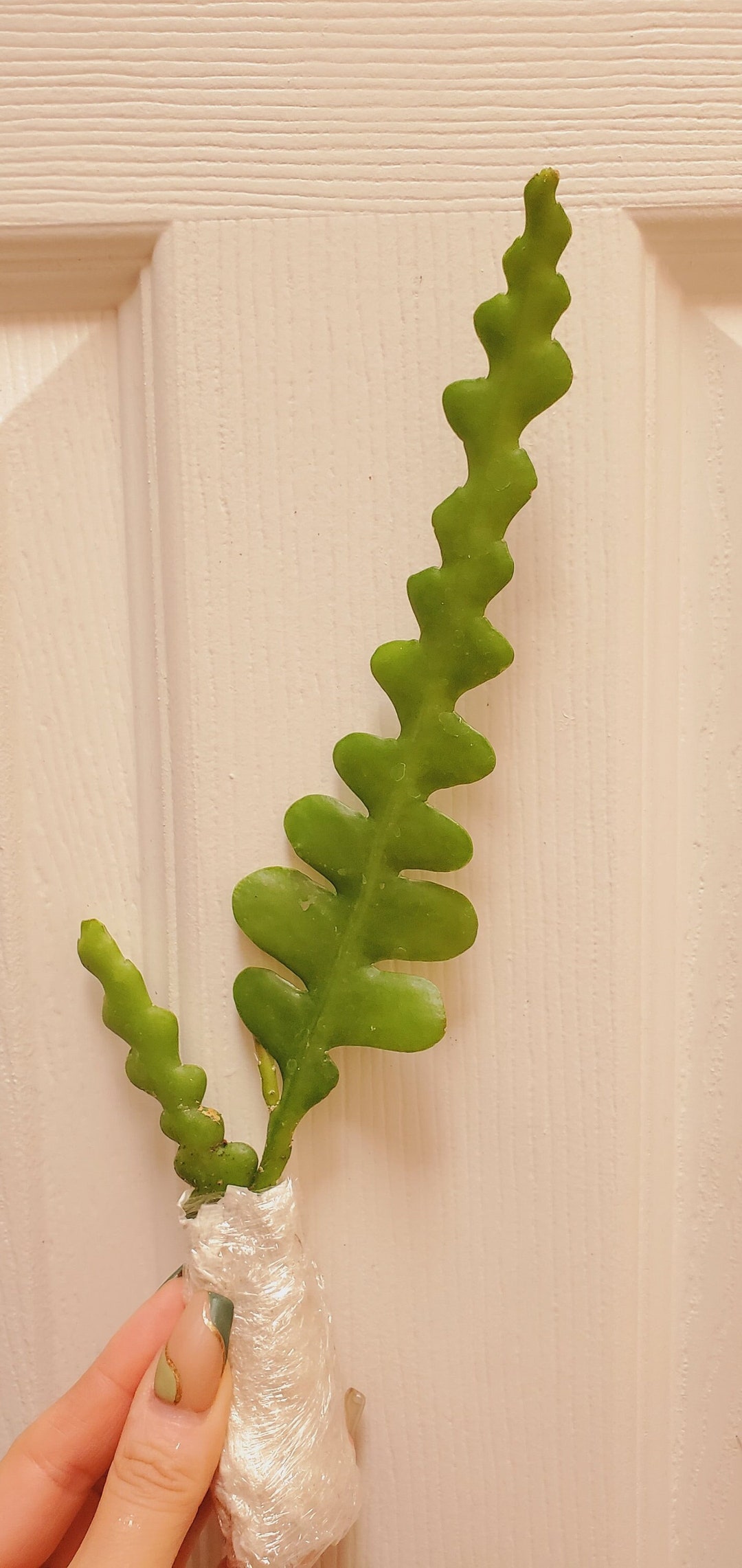 Ric Rac Cactus, Zig Zag Cactus, 2 Inch Bare Root Plant, Rare Fishbone