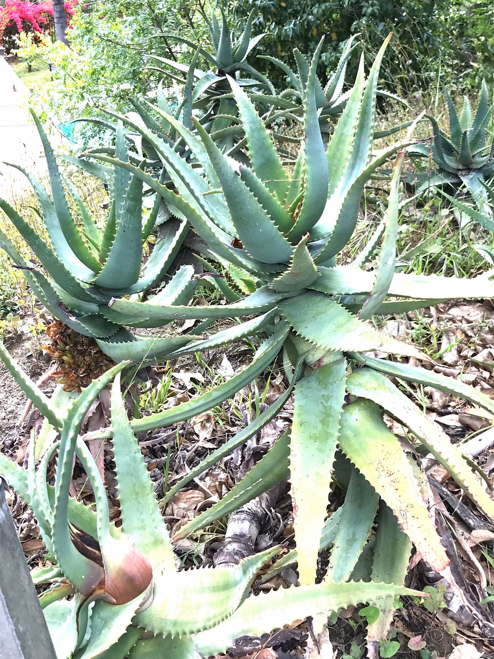 Live Aloe Vera Plant Cutting 100 Natural Cutting Two Live Etsy