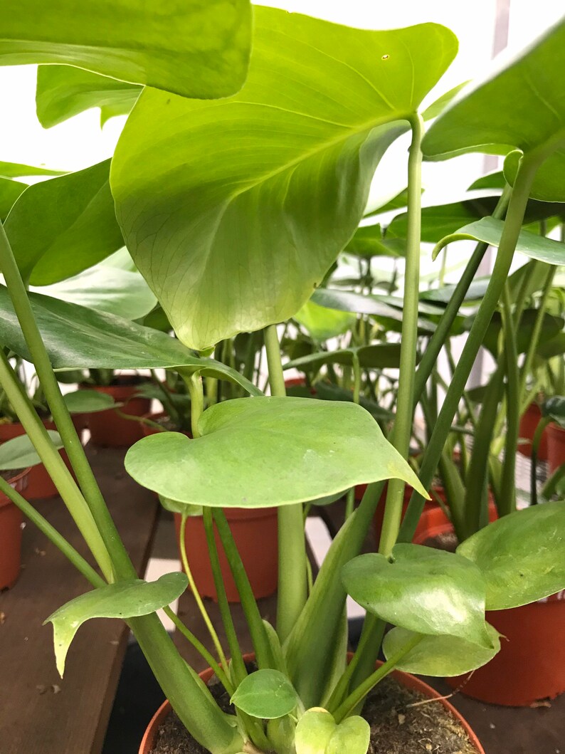 Philodendron Monstera Split leaf Plant Monstera Deliciosa Philodendron Monstera Split leaf Plant Monstera Deliciosa