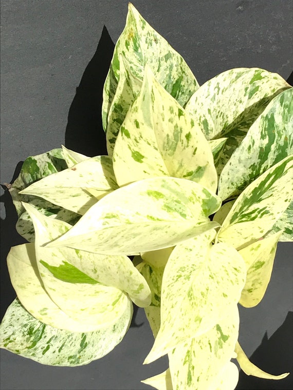 Snow Queen Pothos Plant Cuttings (x2), Pothos Snow Queen, Epipremnum Aureum  Snow Queen Pothos, Variegated Pothos Cutting With Nodes, No Root - Etsy