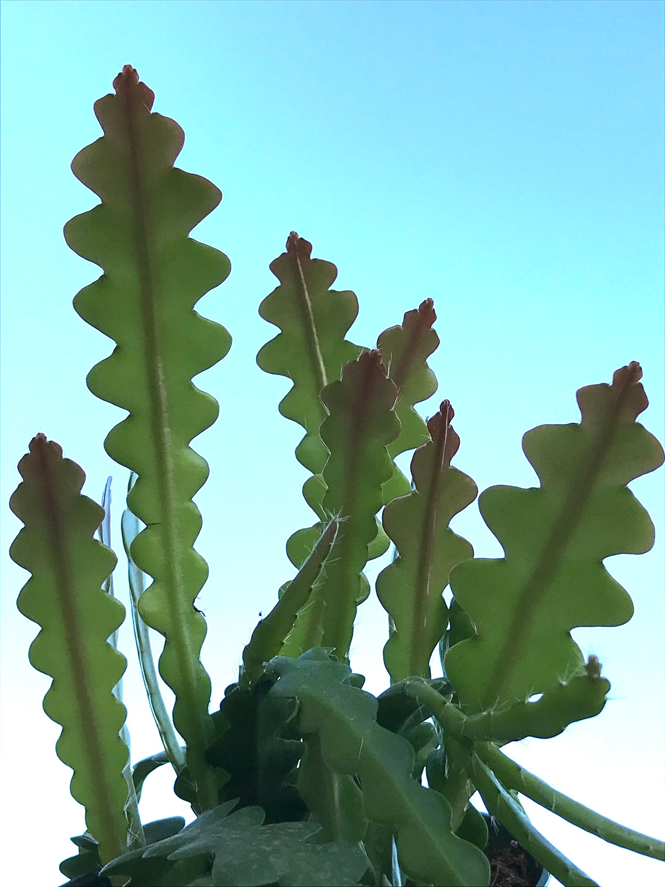 Ric Rac Cactus, Zig Zag Cactus, 2 Inch Bare Root Plant, Rare Fishbone ...
