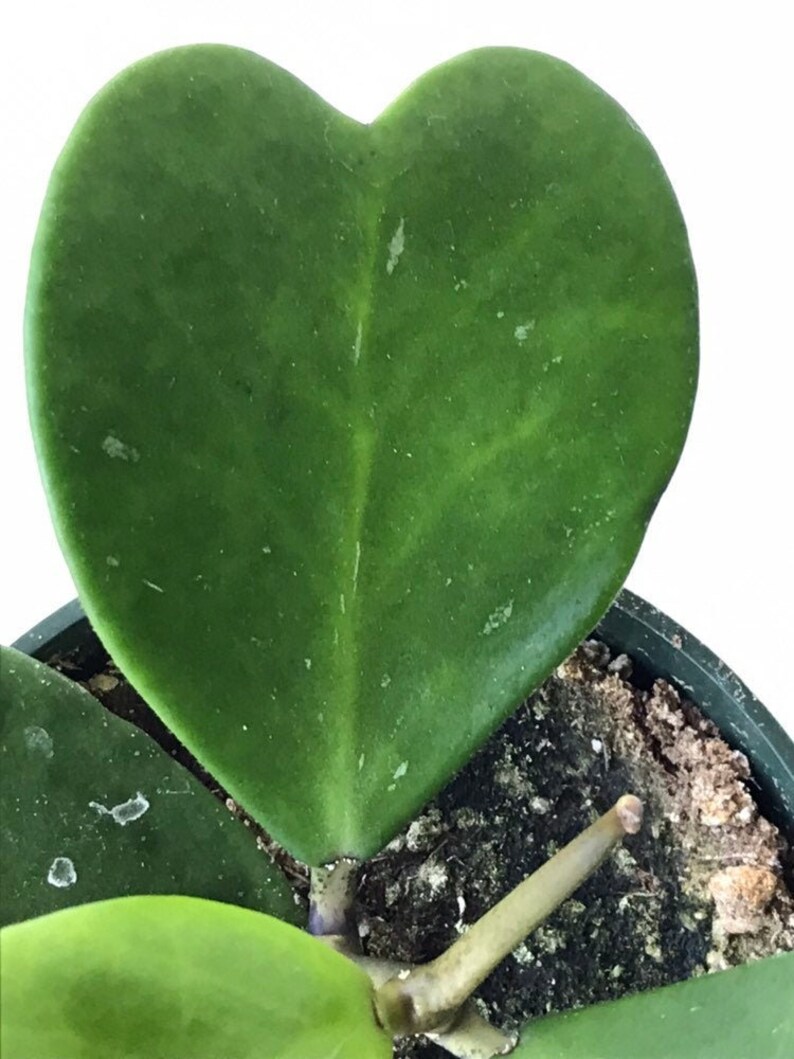 Sweetheart Hoya Variegated or Non-Variegated 4 inch fully rooted Hoya Kerrii Plant Plant Gift Heart Shaped plant Lucky Heart plant