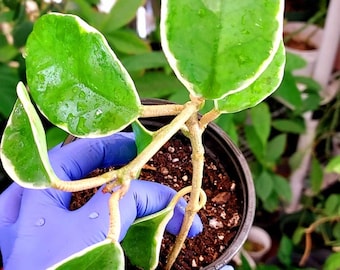 Hoya Tricolor Carnosa Krimson Queen Live Houseplant with 4", Sold as is, Rooted Variegated Hoya Krimson Queen, Tricolor Hoya
