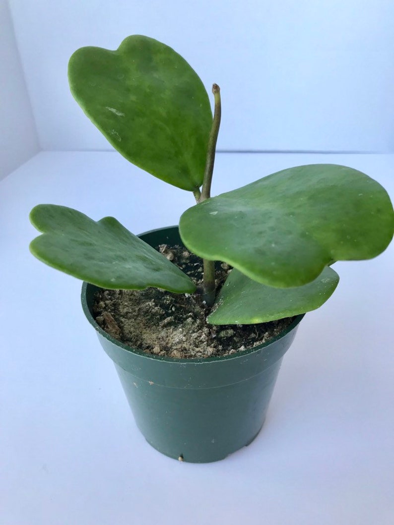 Sweetheart Hoya Variegated or Non-Variegated 4 inch fully rooted Hoya Kerrii Plant Plant Gift Heart Shaped plant Lucky Heart plant