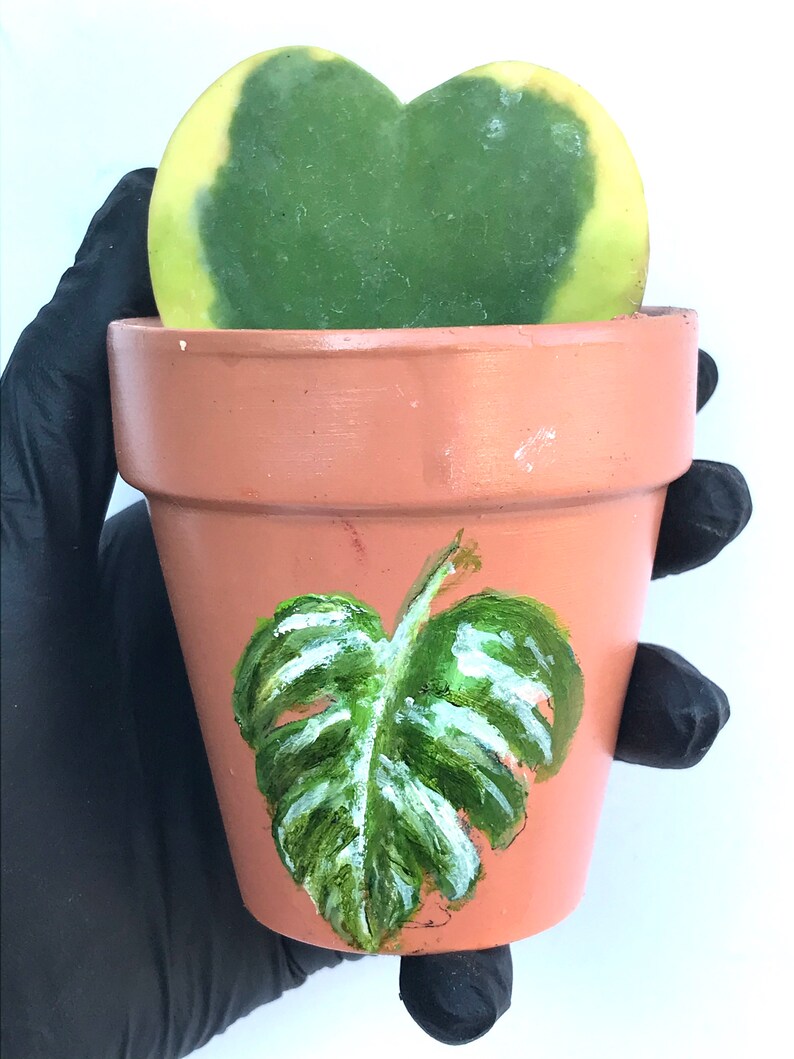 Sweetheart Hoya Variegated or Non-Variegated 4 inch fully rooted Hoya Kerrii Plant Plant Gift Heart Shaped plant Lucky Heart plant