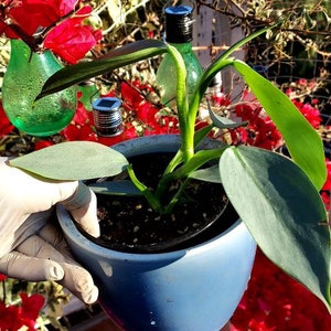 May include: A green glass bottle with a textured surface is partially visible in the background. A blue ceramic pot with a green plant with large, light green leaves is in the foreground. The plant is being held by a gloved hand. The background is a wooden surface with red flowers.
