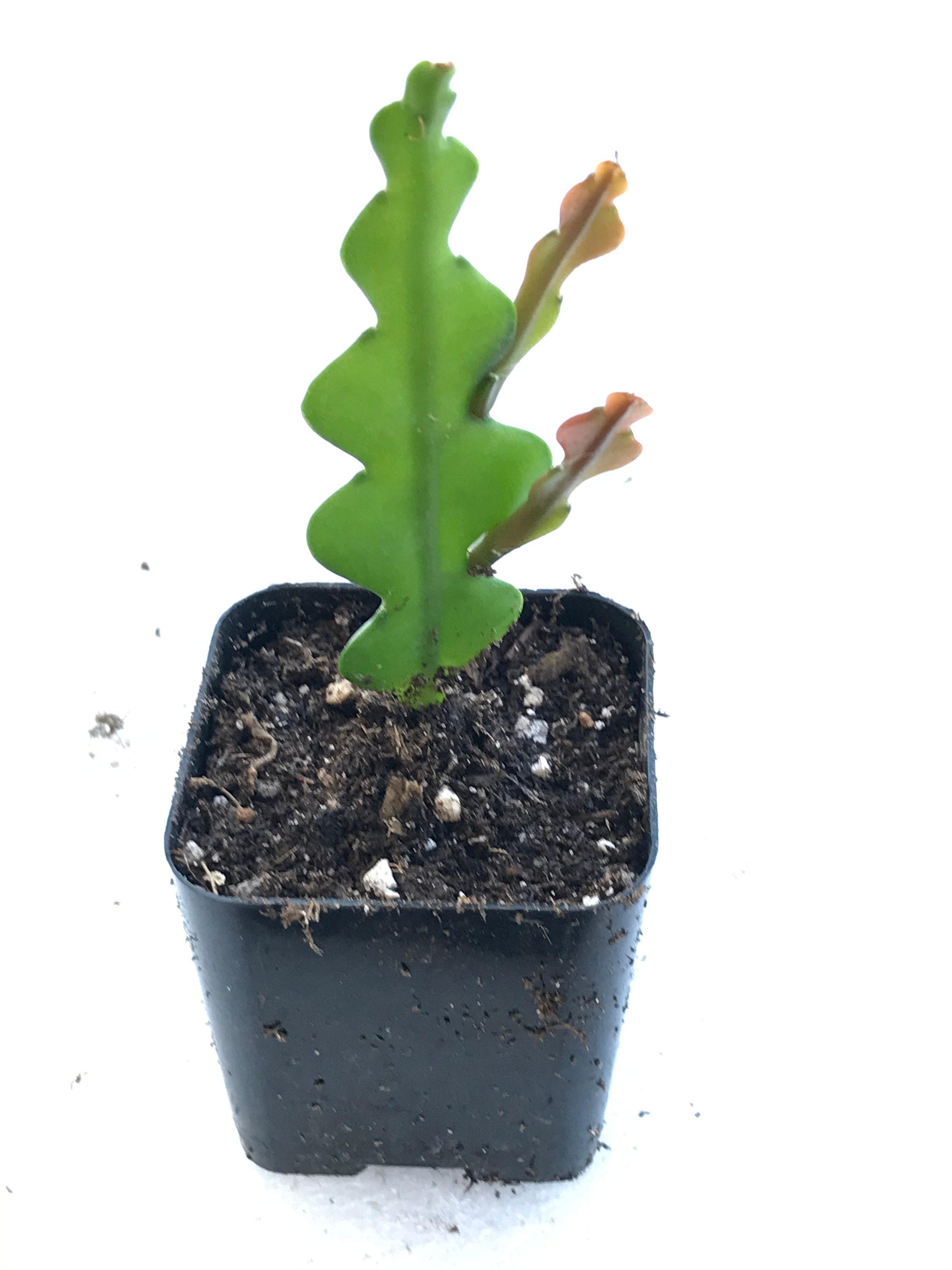 Hb Ric Rac Cactus Ric Rac Cactus, Zig Zag Cactus, 2 Inch Bare Root Plant, Rare Fishbone ...