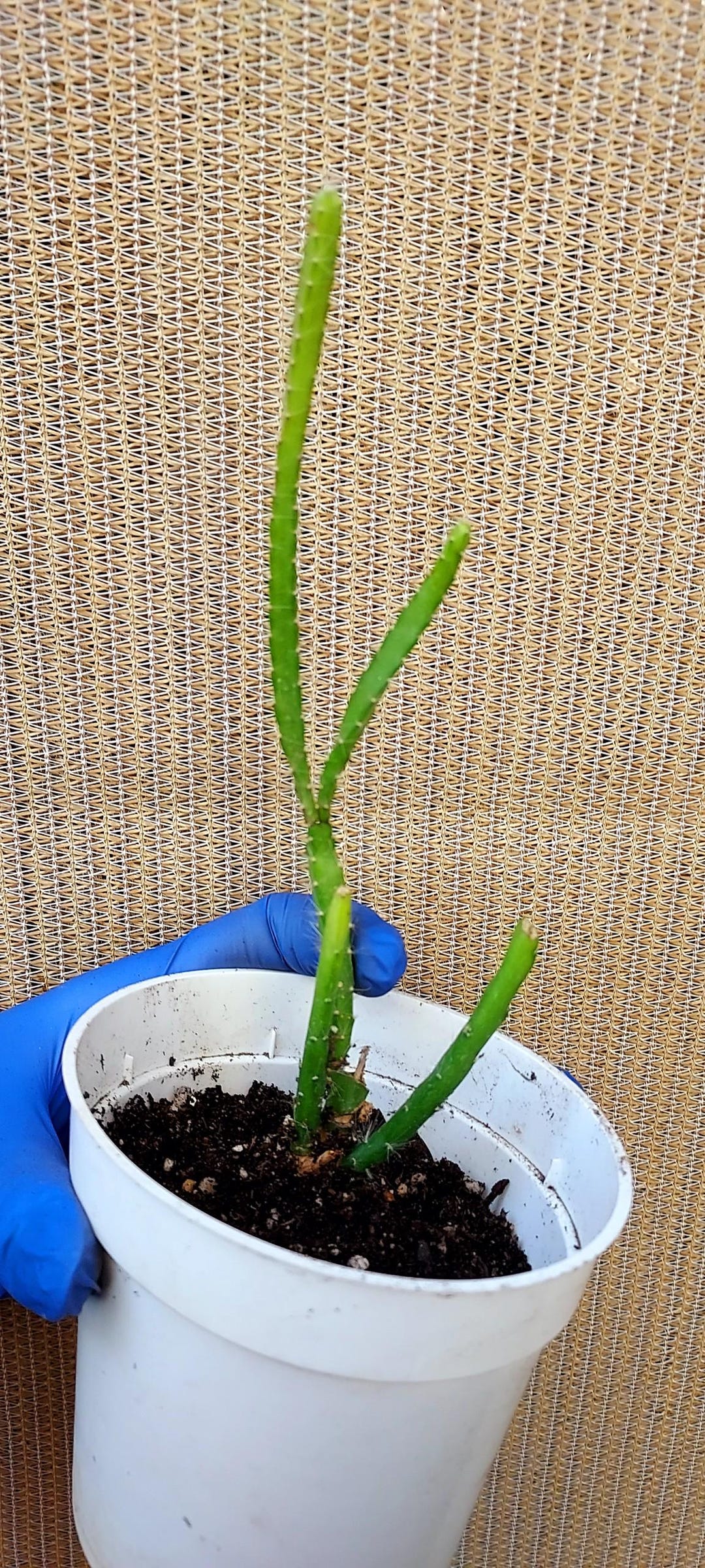 Ric Rac Cactus Roots Ric Rac Cactus, Zig Zag Cactus, 4 Inch Bare Root Plant, Rare Fishbone ...