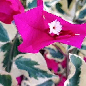 May include: Close-up of vibrant pink bougainvillea flowers with a small white flower at the center. The flowers are surrounded by green and white variegated leaves, creating a colorful and natural composition.