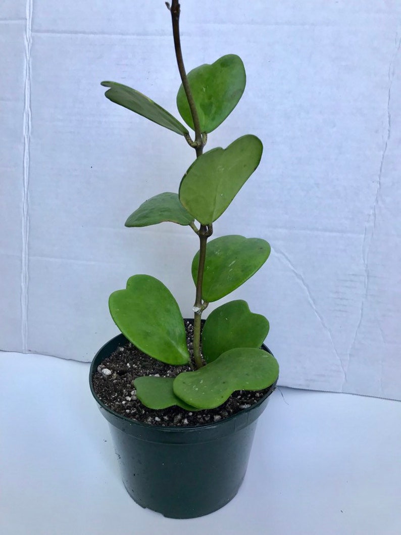 Hoya Kerrii Plant Large 6 inch fully rooted Sweetheart