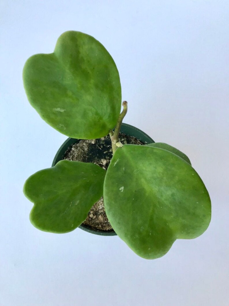 Sweetheart Hoya Variegated or Non-Variegated 4 inch fully rooted Hoya Kerrii Plant Plant Gift Heart Shaped plant Lucky Heart plant