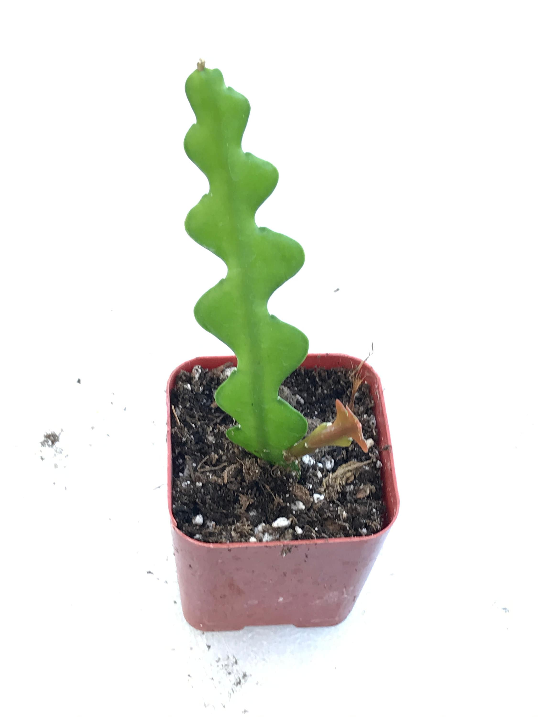 Hb Ric Rac Cactus Ric Rac Cactus, Zig Zag Cactus, 2 Inch Bare Root Plant, Rare Fishbone ...