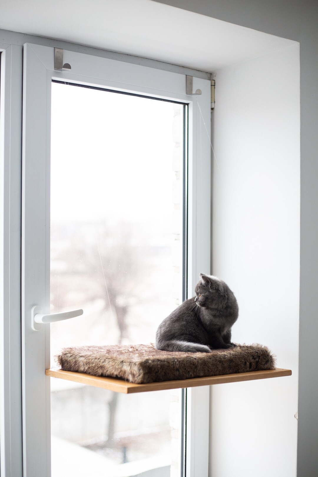 Built-In Cat Wall Perches With Window photo