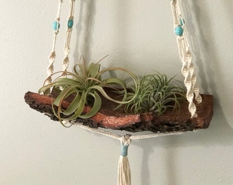 Air Plant Holder, Natural Pecan tree bark