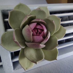 May include: A close-up of a succulent plant with green and pink petals. The plant is positioned on a white air vent, with the plant's center showing a deep pink hue. The leaves are a soft green with pink edges.