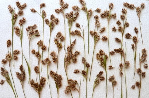 10 Pieces of Real Dried Pressed Grass Stem Dried Natural Reak Grass Dried  Plants Botanical Art Dried Pressed Stem Green Pressed Plants Art 