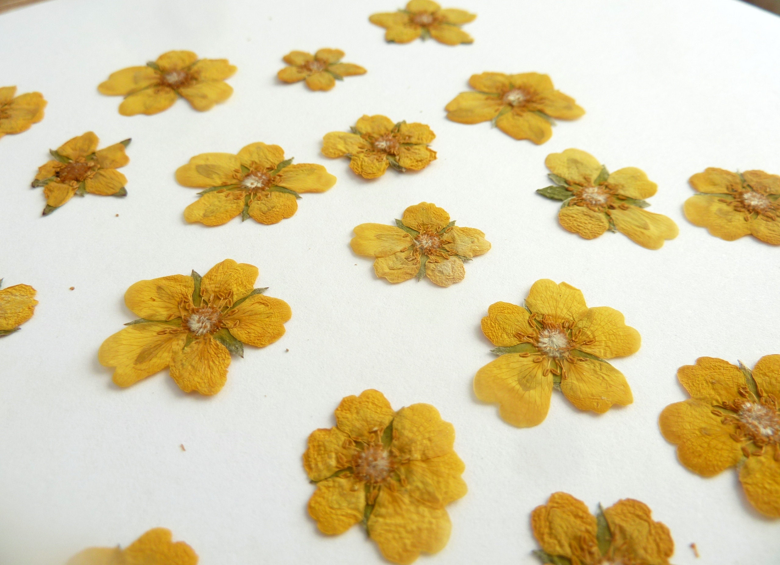 20 pieces of real dried pressed yellow flowers small real Etsy