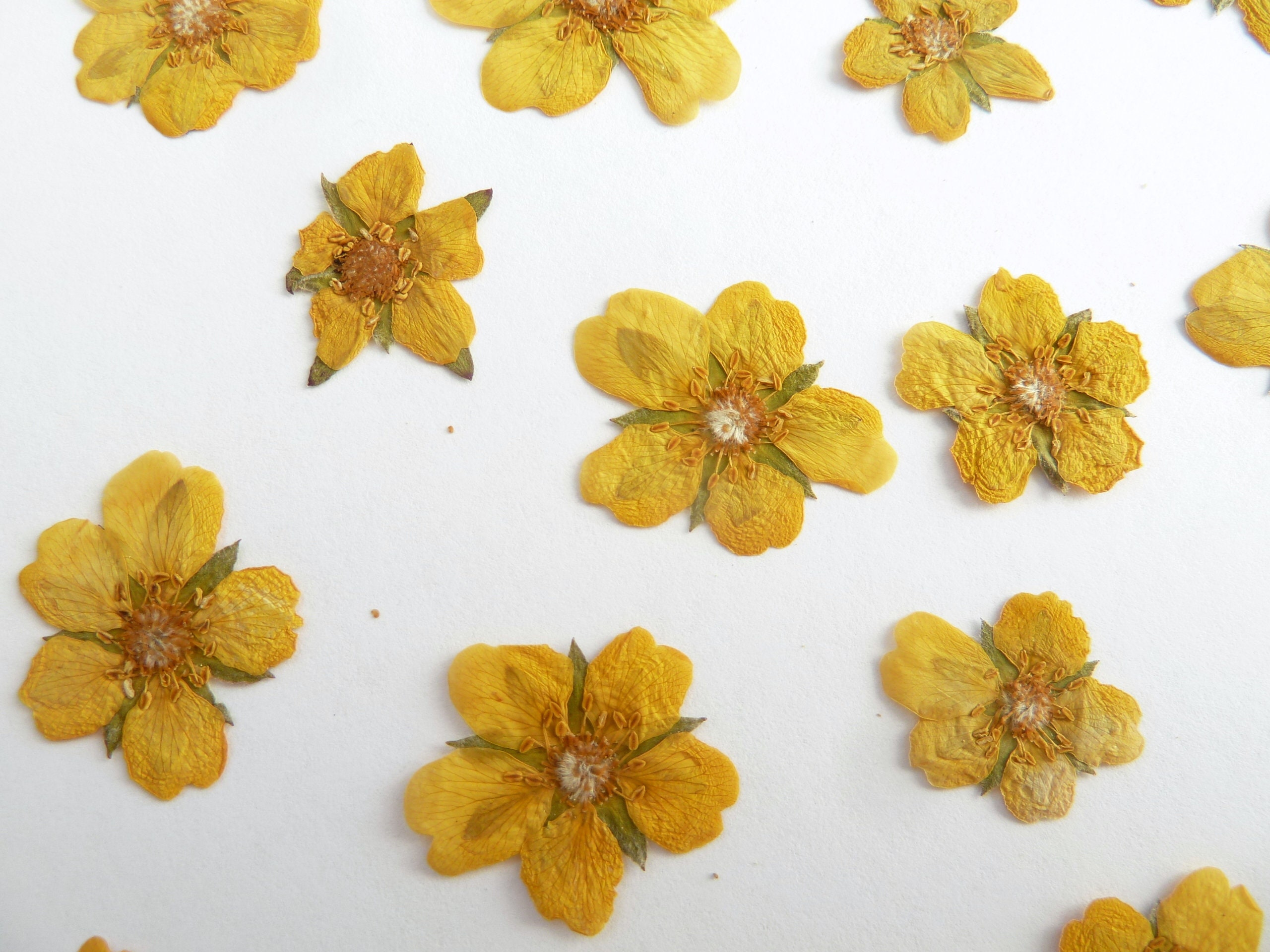 20 pieces of real dried pressed yellow flowers small real Etsy
