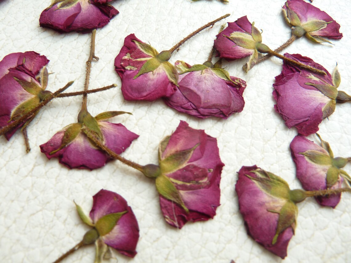 Dried pressed buds of red roses 20 pieces dried pressed roses Etsy