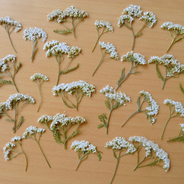Natural pressed yarrow flower with stem 10 pieces pressed white flower resin project summer flowers For DIY project Scrapbooking wedding art