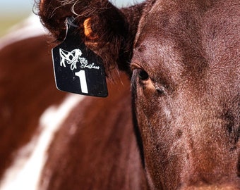 Etiquetas de orelha personalizadas para gado gravadas - Etiquetas de identificação de gado personalizadas - Etiquetas de vaca numeradas duráveis - Acessórios para fazendas e ranchos