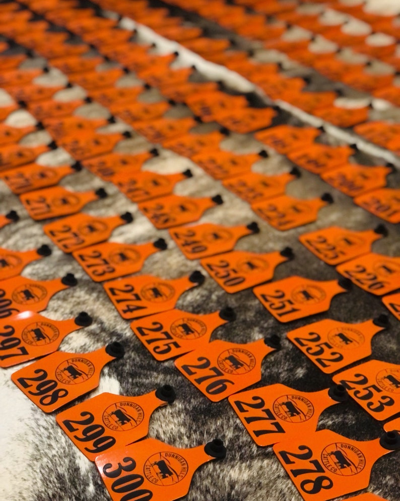Orange engraved  ear tags with black numbers and text.