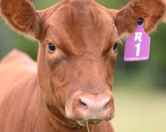 Custom Engraved Livestock Ear Tags: Large Durable Cattle Identification