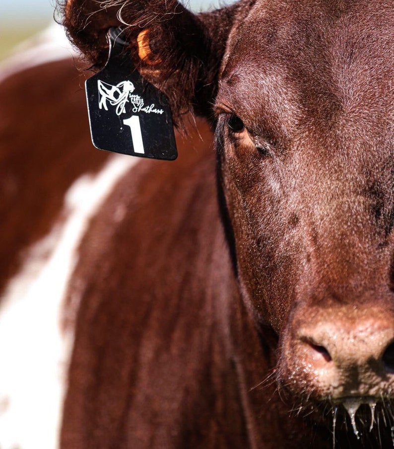 Custom laser-engraved cattle ear tag featuring durable Ritchey material with deep, long-lasting engraving. Includes Y-Tex button for secure attachment. Easy identification, weather resistance, and personalization with names, numbers, or ranch logos.