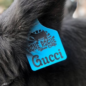 May include: A blue plastic ear tag with black text that reads "Gone Rogue Show Cattle" and "Gucci".