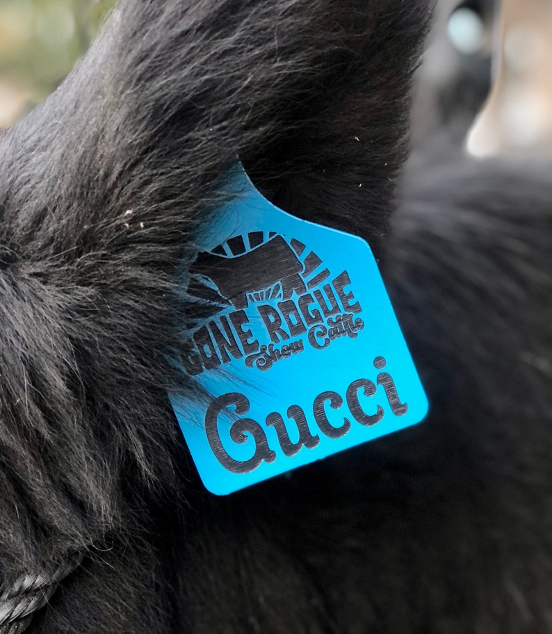 May include: A blue plastic ear tag with black text that reads "Gone Rogue Show Cattle" and "Gucci".