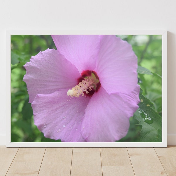 Pink Rose of Sharon Flower Photo Print, Hibiscus Flower Wall Decor, Flower Gift for Her, Floral Gallery Wall, Pink Nursery Decor, Girls Room