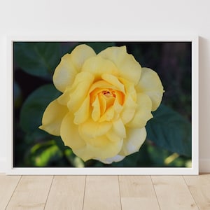 Rose Flower Photo Print, Yellow Flower Photography, Rose Wall Art, Yellow Floral Bedroom Art, Close Up Rose Print, Country Home Decor