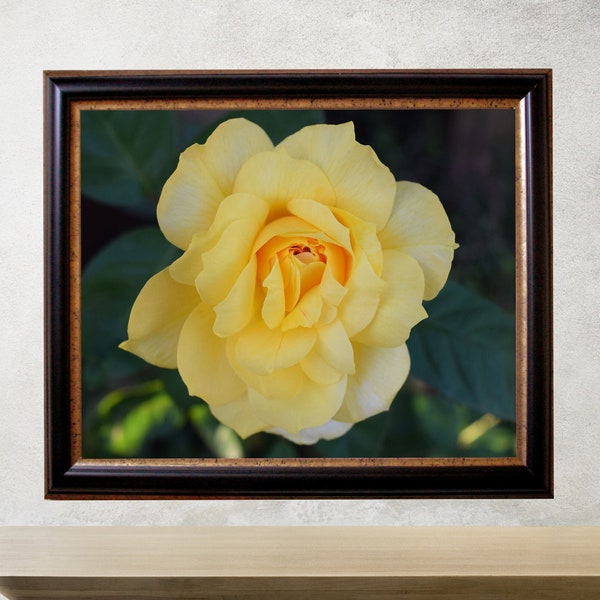 Yellow Rose Flower Photo Print, Yellow Flower Photography, Scenic Country Rose Print, Botanical Wall Art, Floral Kitchen Decor