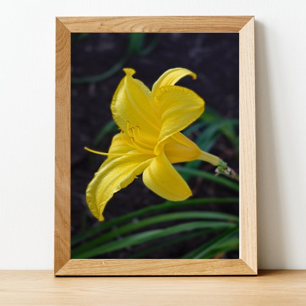 Daylily Flower Photo Print, Yellow lily Photography, Close Up Botanical Wall Art