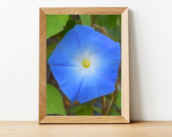 Morning Glory Flower Photo Print, Heavenly Blue Flower Photography, Botanical Picture Wall Art, Blue Floral Art Print, Floral Bedroom Decor