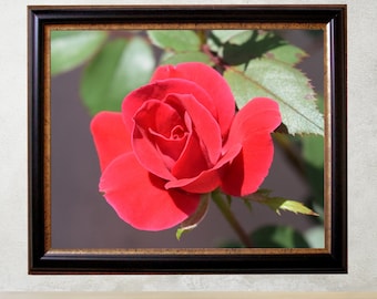 Rose Flower Photography Print, Red Flower Photography, Floral Still Life, Botanical Wall Art, Crimson Red Rose Wall Decor, Gift Idea for Her