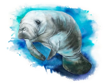 Manatee