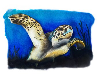 Green Sea Turtle - Swimming Free