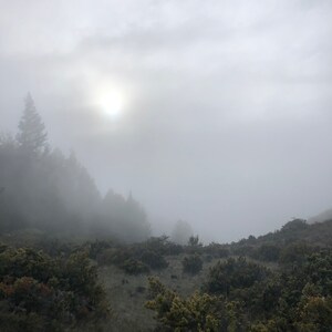 Framed Photograph of Trees in Haleakala National Park