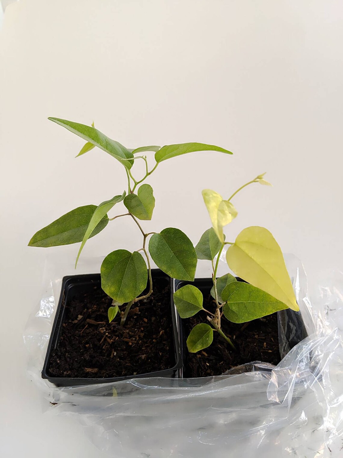 Green Grass Jelly Plant or Jelly Vine Tiliacora Triandra or Etsy