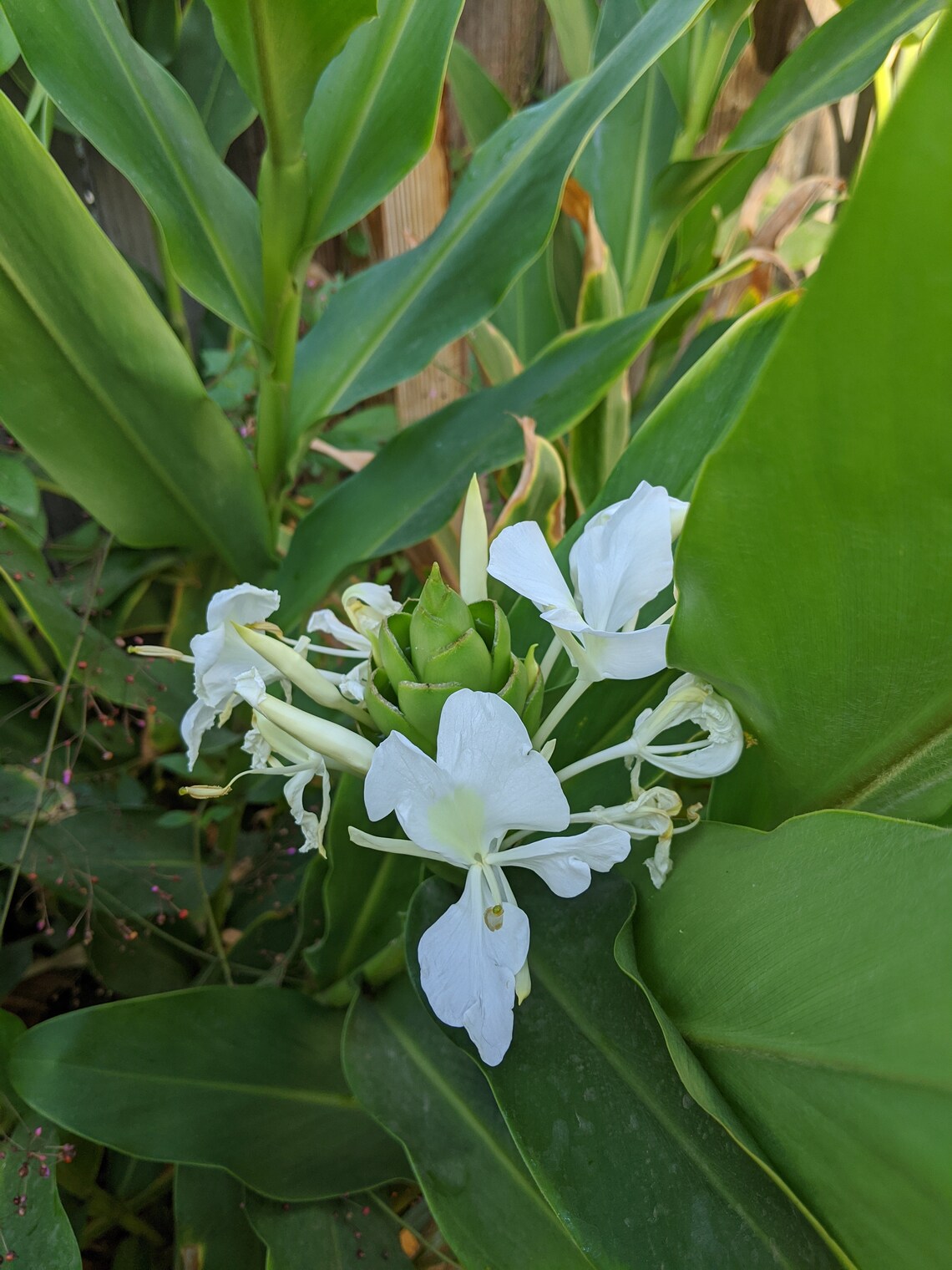 White Fragrant Butterfly Ginger Lily Rhizome Plant Hedychium Etsy