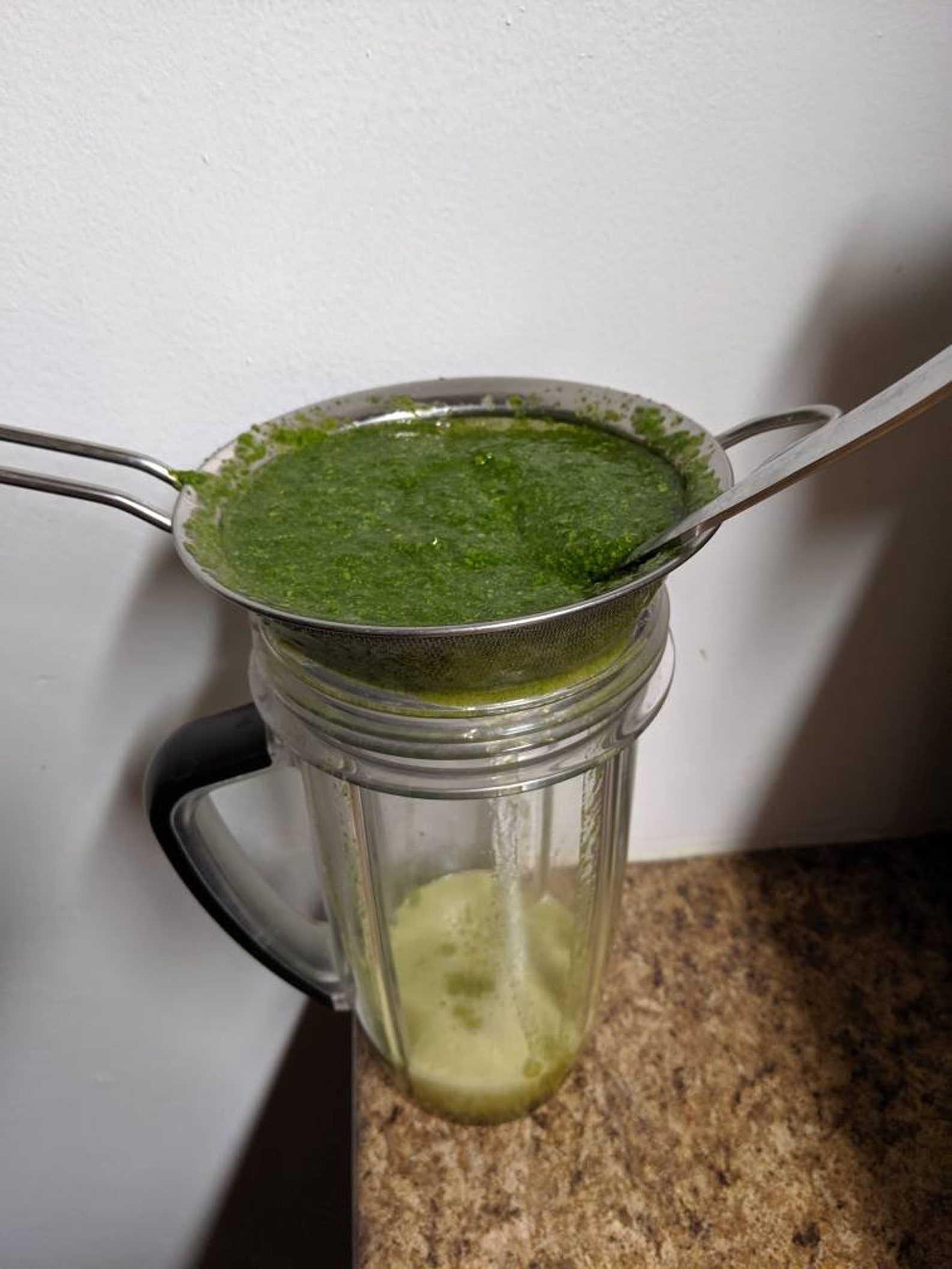 Green Grass Jelly Plant or Jelly Vine Tiliacora Triandra or Etsy