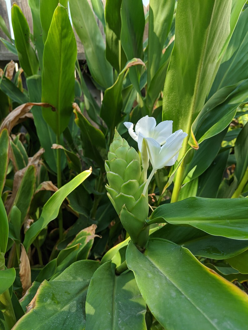 White Fragrant Butterfly Ginger Lily Rhizome Plant Hedychium Etsy