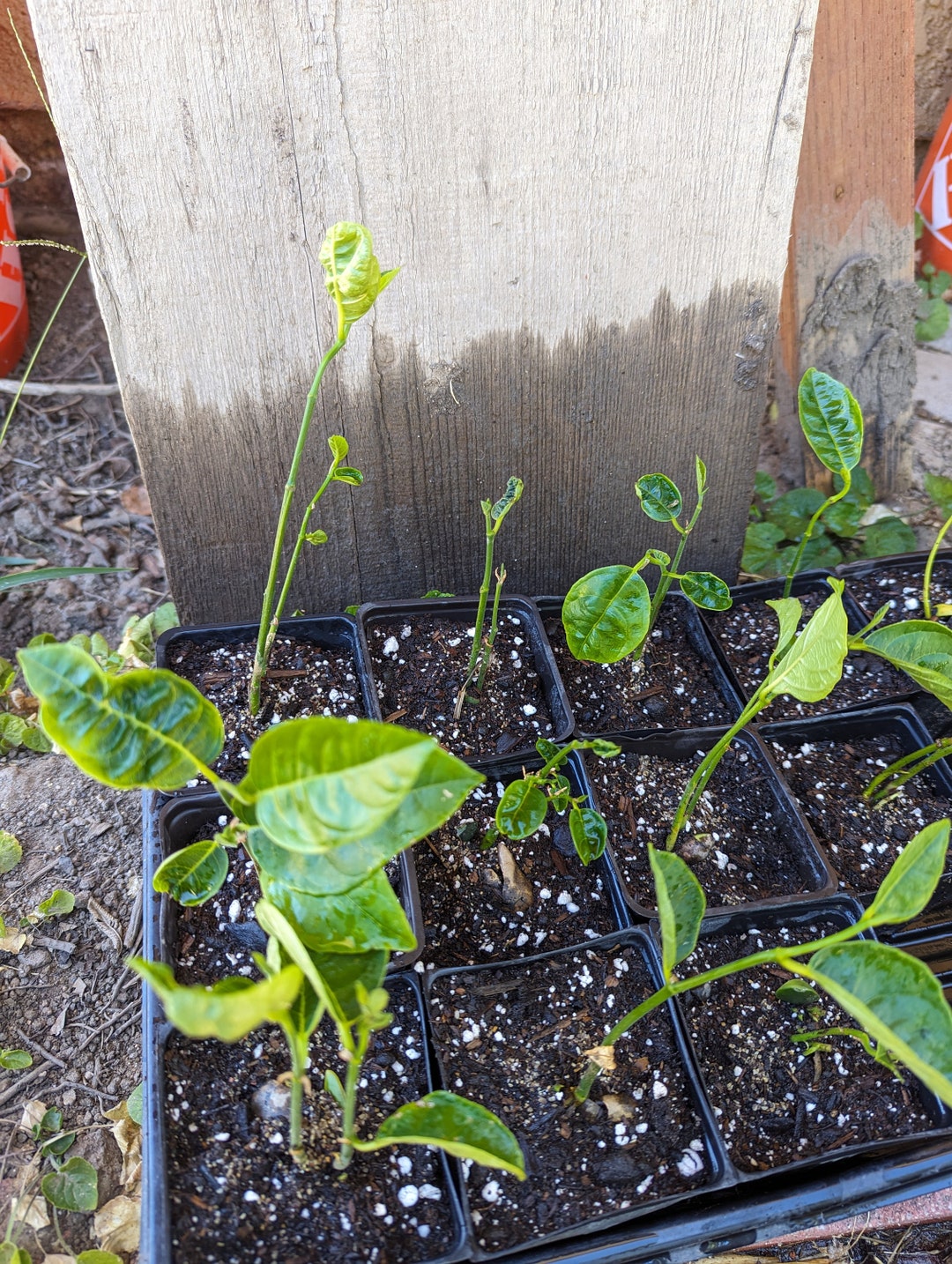 Jackfruit Seedling Sprout Etsy