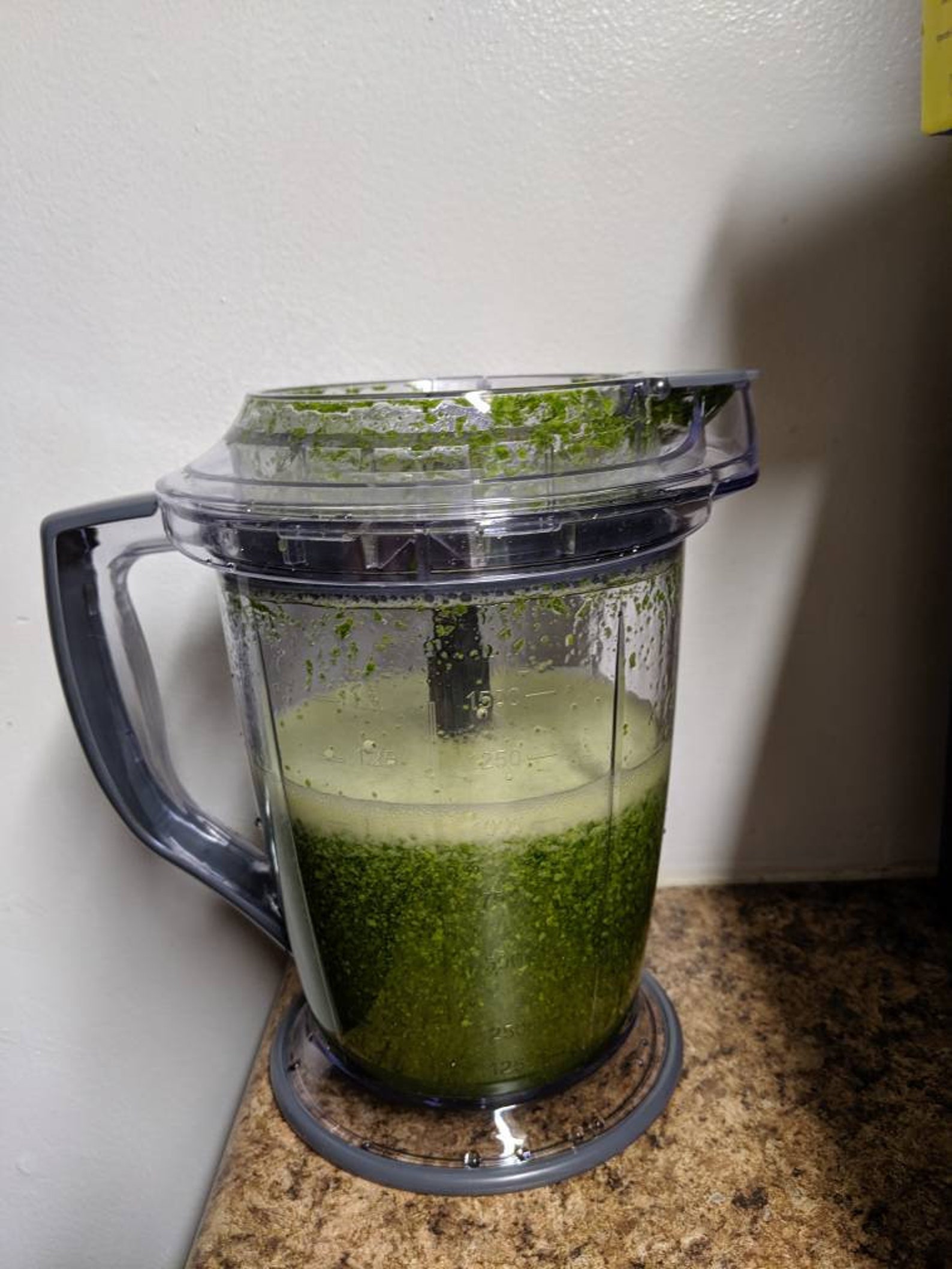 Green Grass Jelly Plant or Jelly Vine Tiliacora Triandra or Etsy