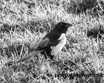 black and white Bird Photo jpg