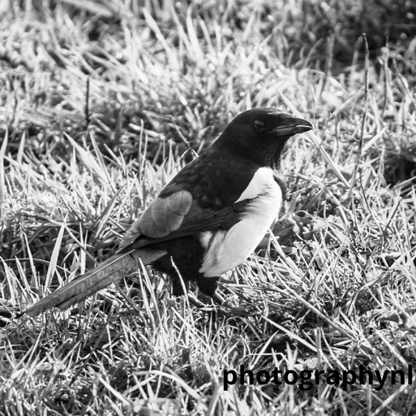 black and white Bird Photo jpg