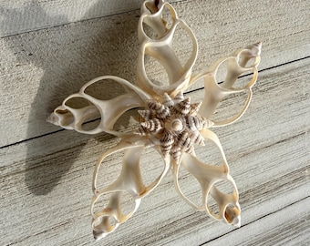 Adorno de concha marina, hecho a mano, concha de Babilonia cortada, grande, para Navidad.