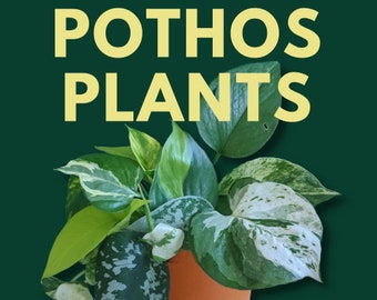 The Ultimate Guide to Pothos Plants: Epipremnum, Philodendron & Scindapsus Varieties, Care and Propagation