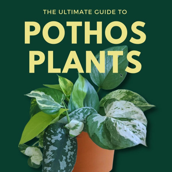 The Ultimate Guide to Pothos Plants: Epipremnum, Philodendron & Scindapsus Varieties, Care and Propagation